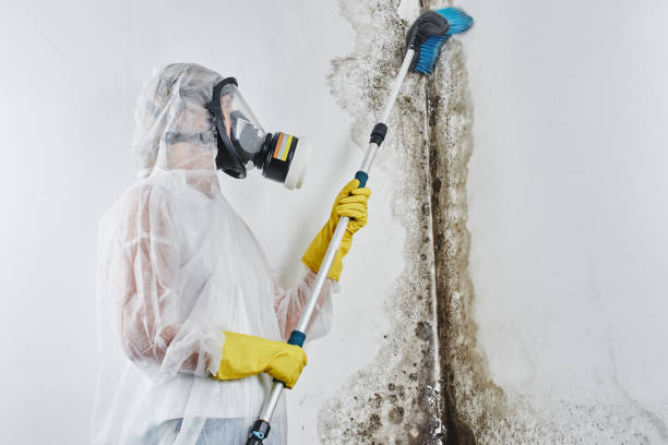 Best Residential Mold Remediation in Edna, TX