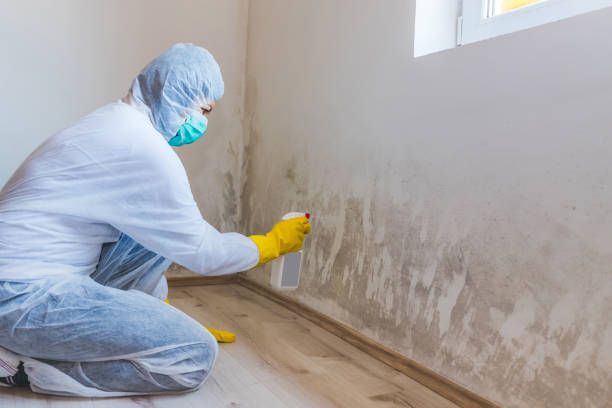 Best Black Mold Remediation in Edna, TX