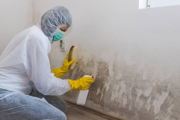 Best Emergency Mold Remediation in Edna, TX
