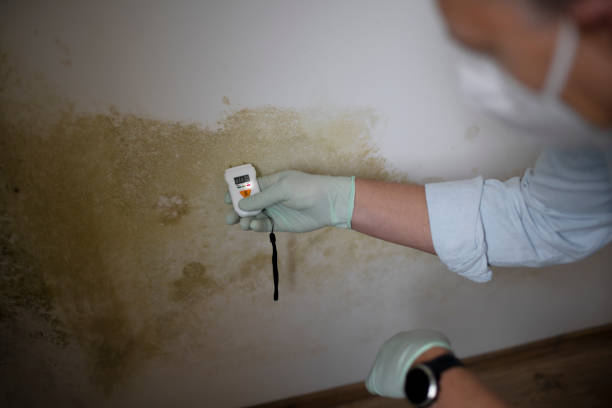 Best Emergency Mold Remediation in Edna, TX