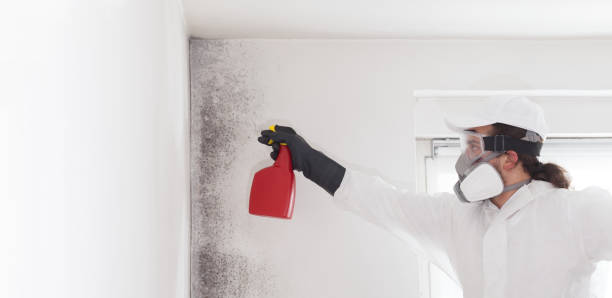 Best Attic Mold Remediation in Edna, TX