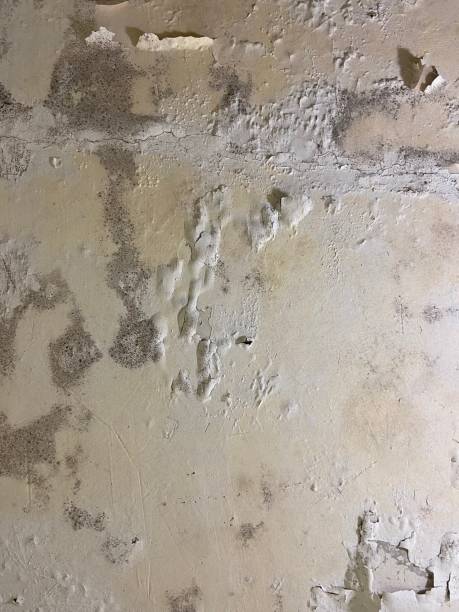 Best Industrial Mold Remediation in Edna, TX