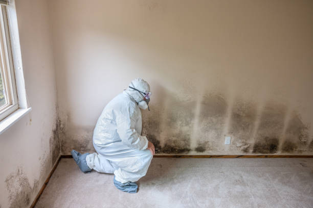 Best Industrial Mold Remediation in Edna, TX