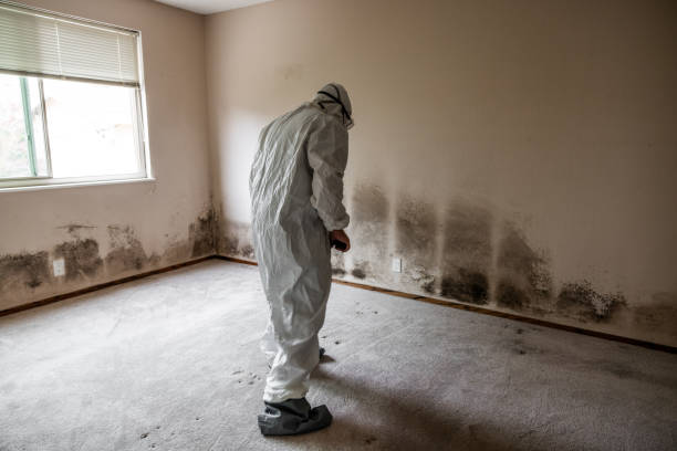 Best Black Mold Remediation in Edna, TX