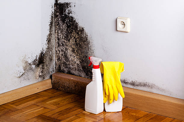 Best Health and Safety Mold Remediation in Edna, TX
