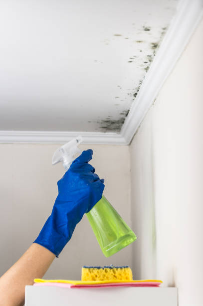 Best Preventive Mold Services in Edna, TX