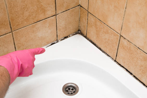 Best Post-Flood Mold Remediation in Edna, TX