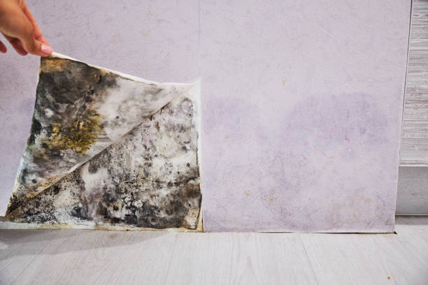 Best Post-Flood Mold Remediation in Edna, TX